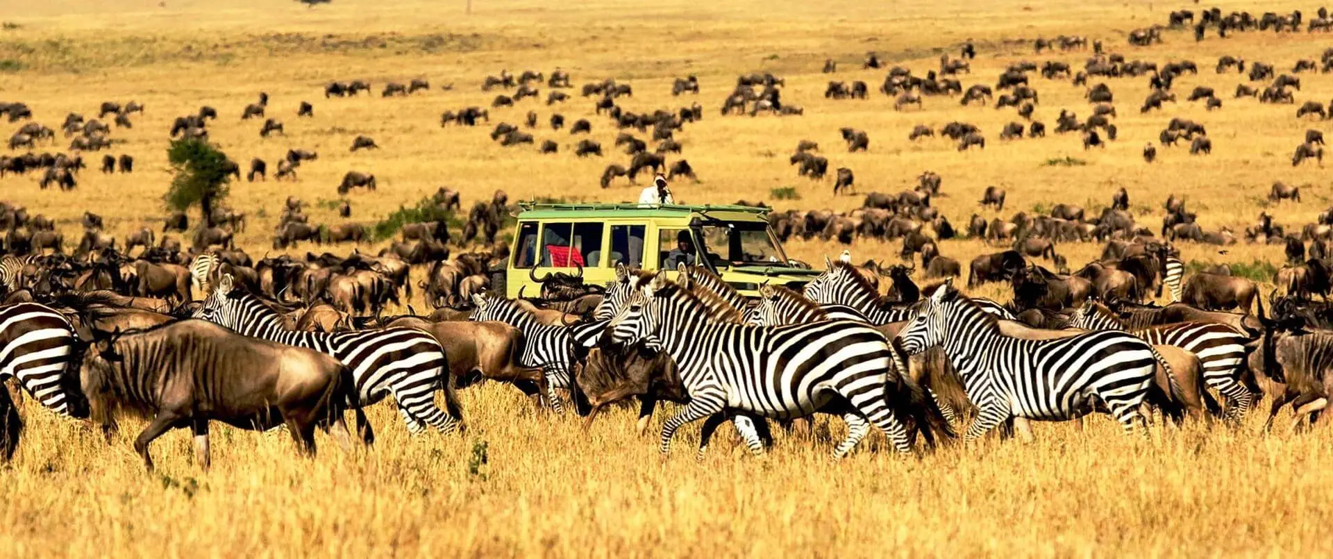 Serengeti collection photo 1